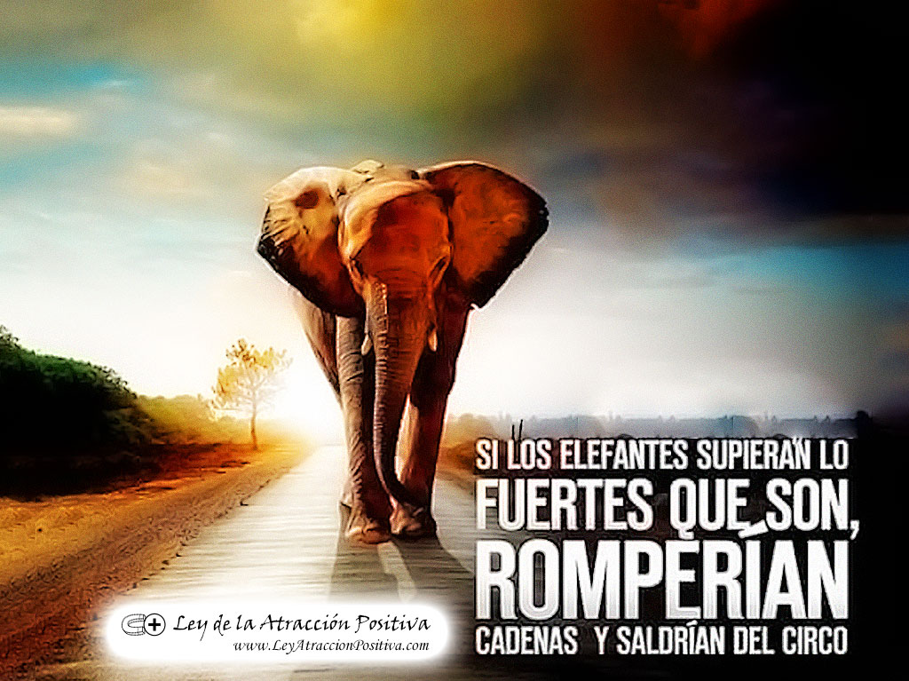 "Si los elefantes supieran lo fuertes que son, romperían cadenas y saldrían del circo."