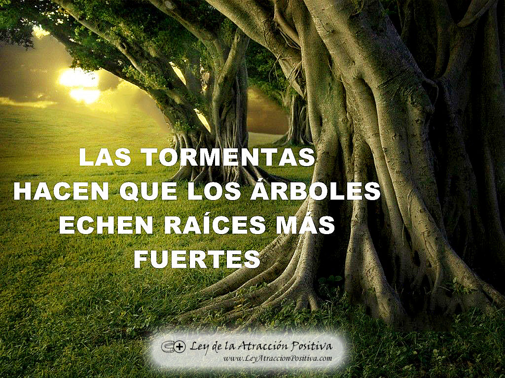 "Las tormentas hacen que los árboles echen raíces más fuertes."
