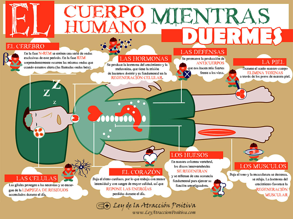 El Cuerpo Humano mientras duermes