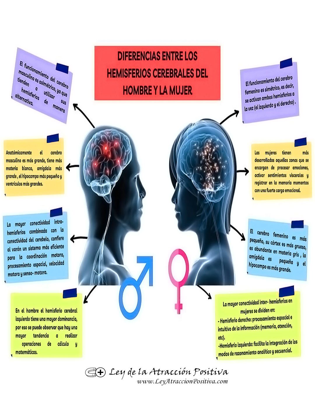 Más Inteligente: Hombre o Mujer