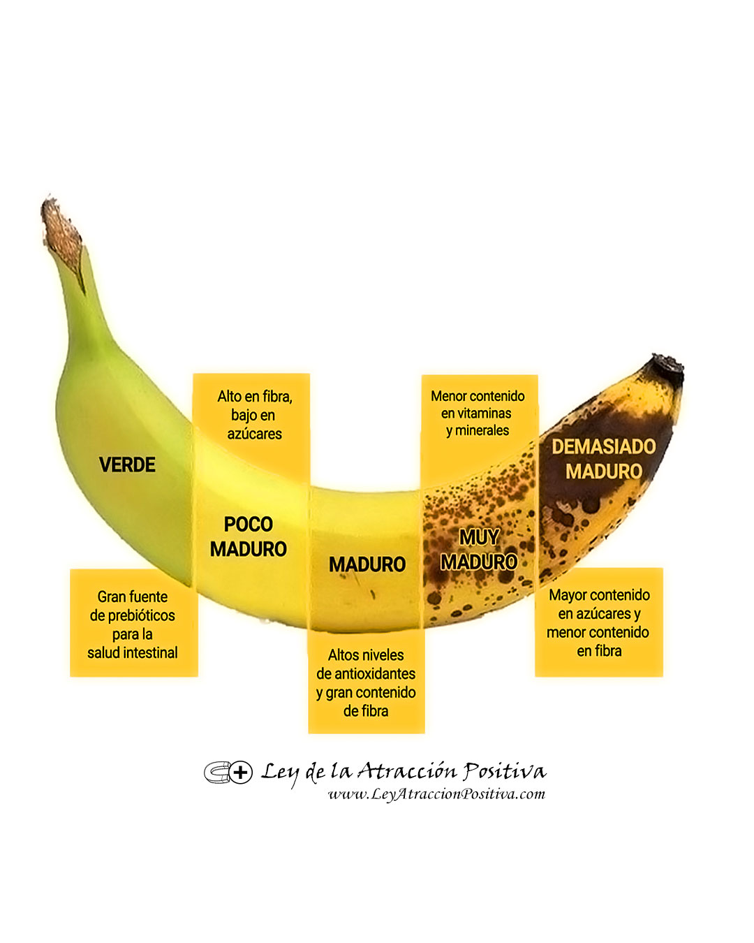 9 Beneficios del Plátano para la Salud
