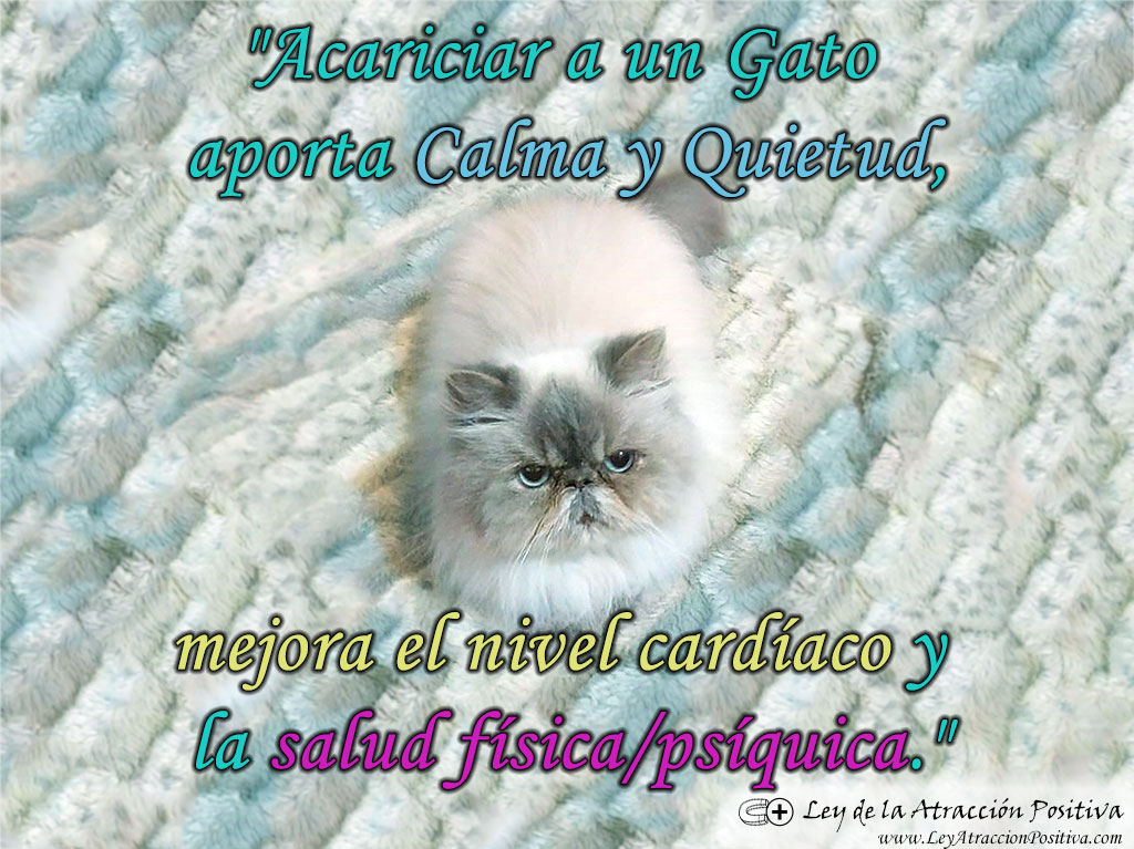 El Poder Secreto de los Gatos: Acariciar a un Gato aporta Calma y Quietud, mejora el nivel cardíaco y la salud física/psíquica.