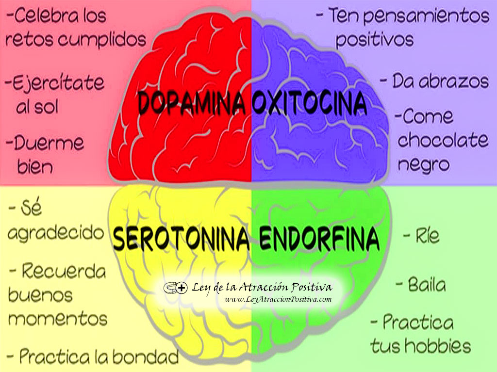 Dopamina. Oxitocina. Serotonina. Endorfina.