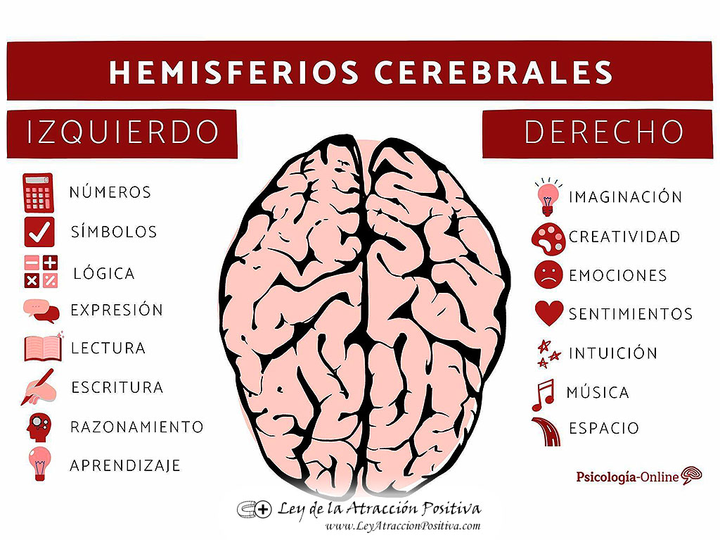Hemisferio Cerebral