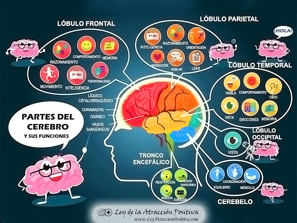 Cómo Funciona el Cerebro Humano: Partes y Funciones