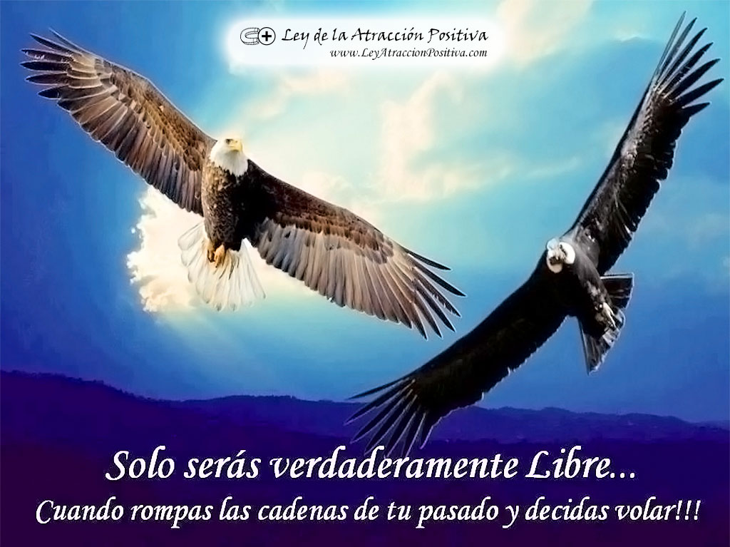 Parábola del Águila (Reflexión): Sólo serás verdaderamente libre cuando rompas las cadenas de tu pasado y decidas volar!!