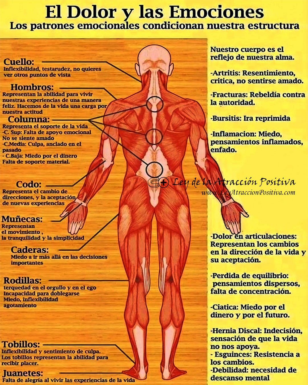 El Significado Emocional de las Enfermedades