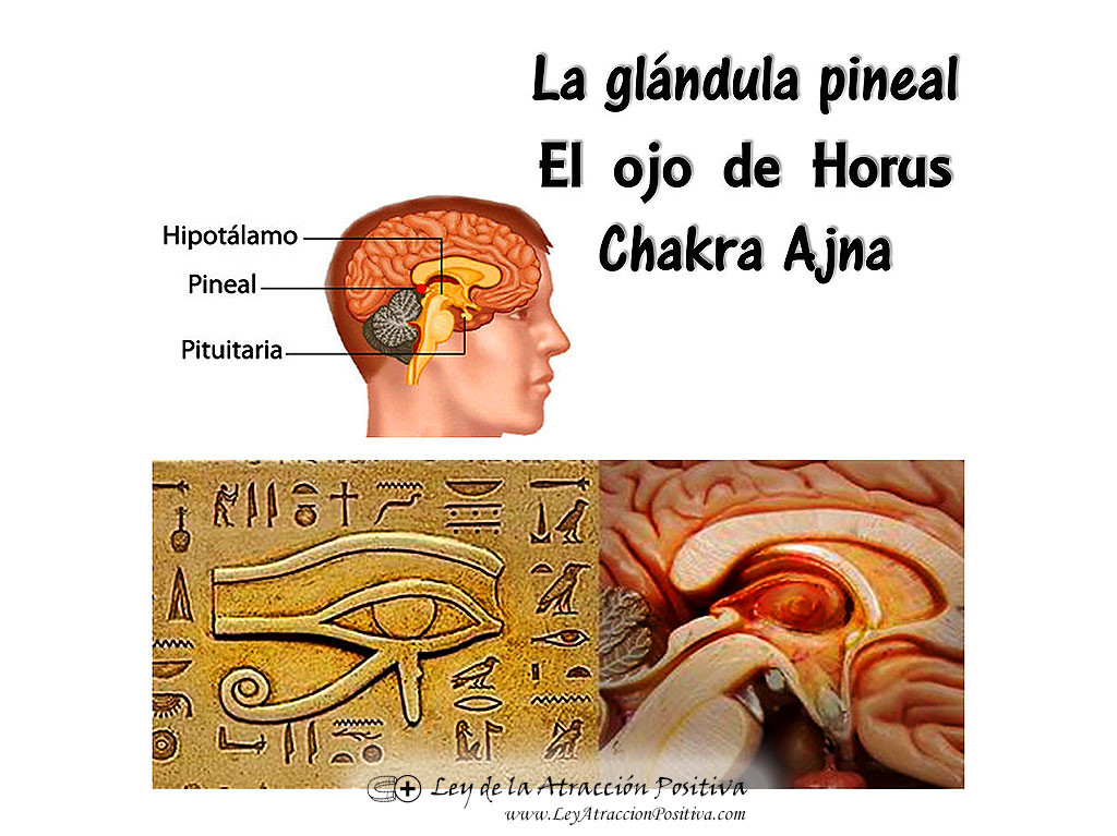 La Glándula Pineal o el Tercer Ojo u Ojo de Horus.