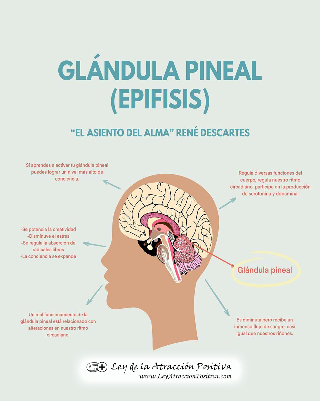 Activar la Glándula Pineal Rápidamente