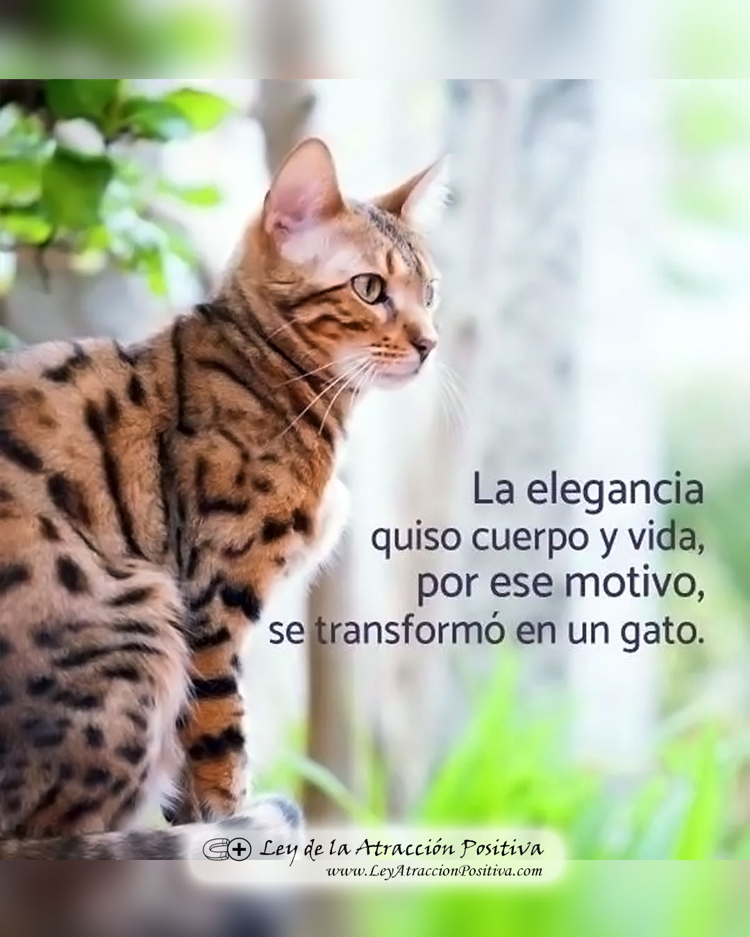 Poder Gatos Color
