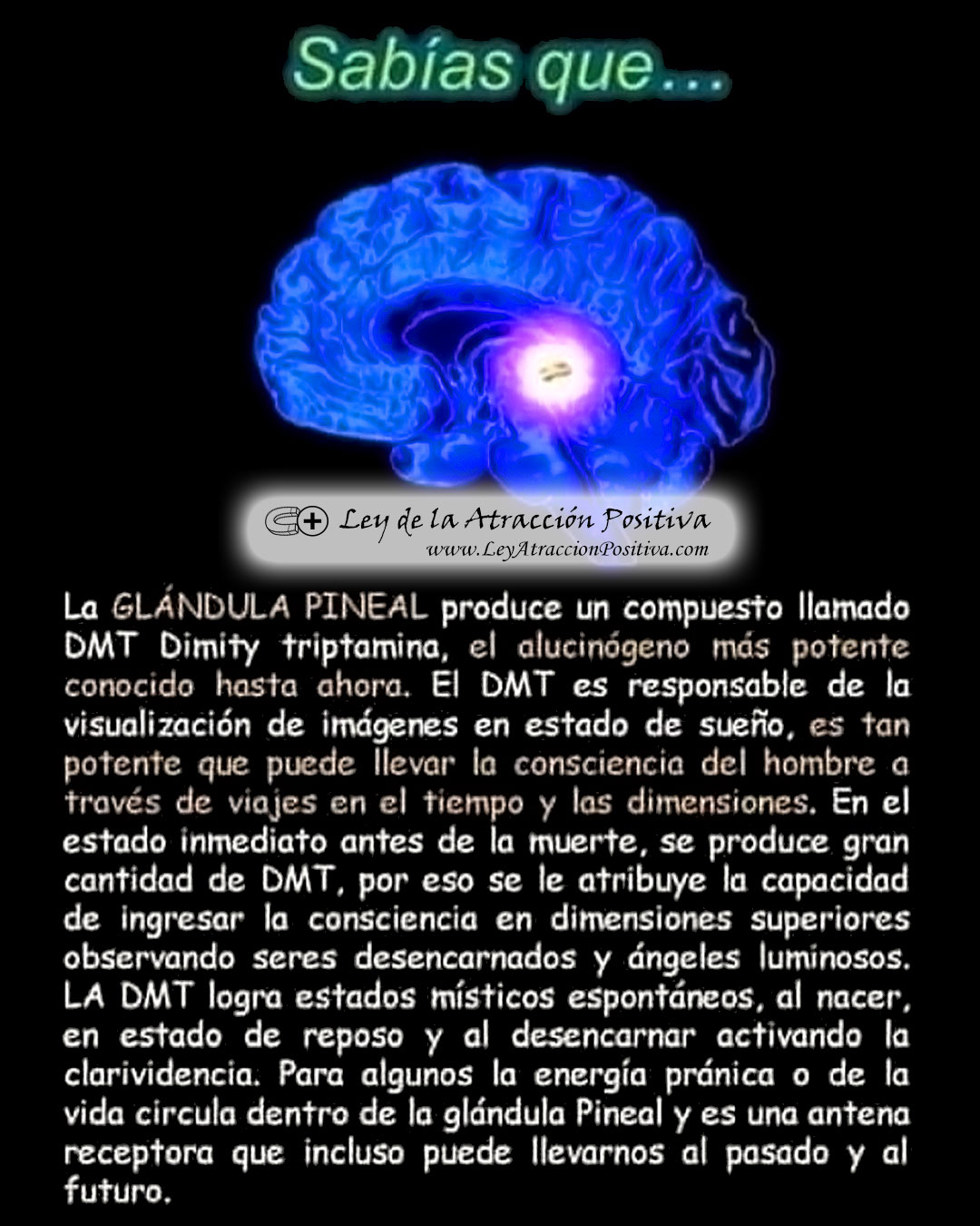 Glándula Pineal
